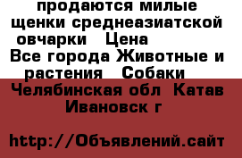 продаются милые щенки среднеазиатской овчарки › Цена ­ 30 000 - Все города Животные и растения » Собаки   . Челябинская обл.,Катав-Ивановск г.